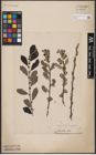 Foto von Salix aurita L.
